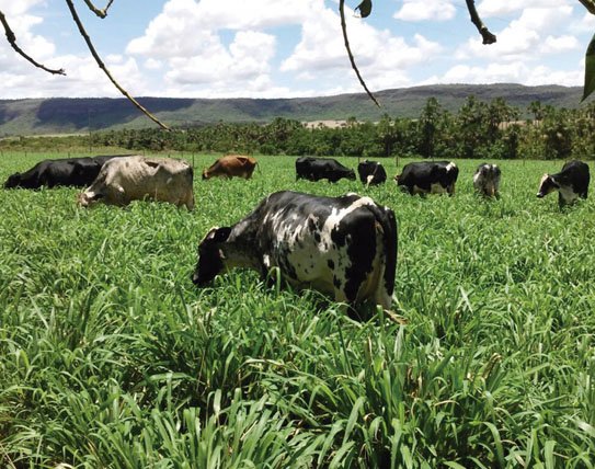 Minas Gerais: Profissionalização garante o topo da produção leiteira